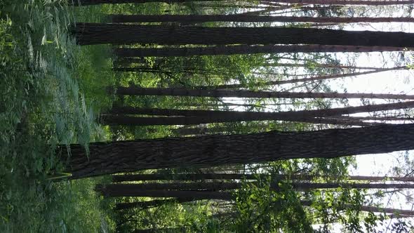 Vertical Video Aerial View Inside a Green Forest with Trees in Summer