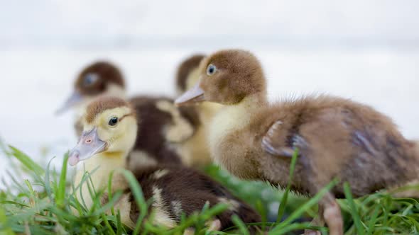 Little Ducklings In Green Grass On Sunny Day