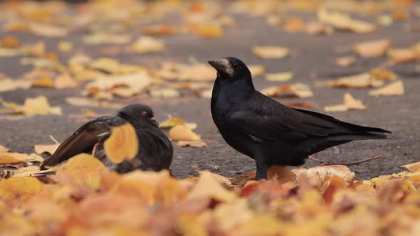 Battle of the Dove and Rook for a Food