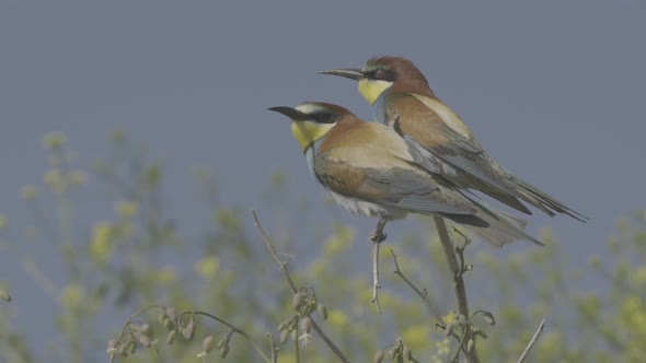 European Beeeater or Merops Apiaster