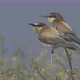 European Beeeater or Merops Apiaster - VideoHive Item for Sale
