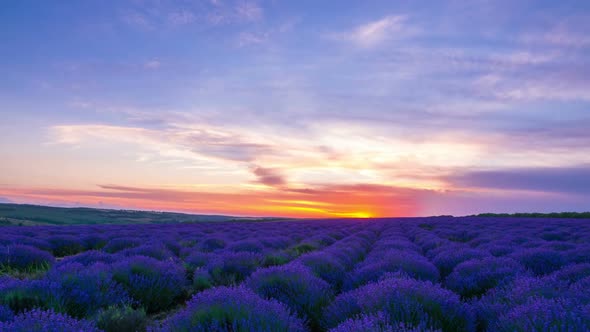 Sunset Over A Field Of Lavender