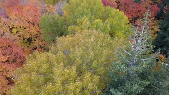 Flying over tree tops view colorful Fall foliage