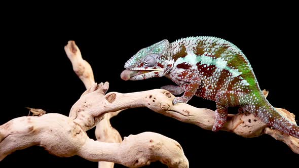 Panther Chameleon Shoots It's Tongue Out To Catch A Cricket