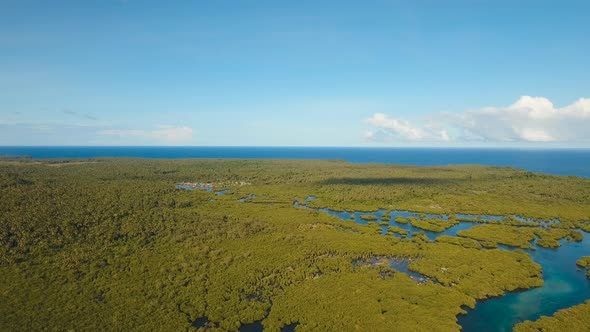 Mangrove Forest in Asia