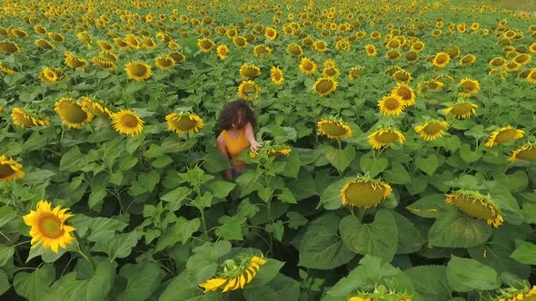 Top View of Beautiful Large Sunflower Field and Young Attractive Curly Girl Standing Between Rows