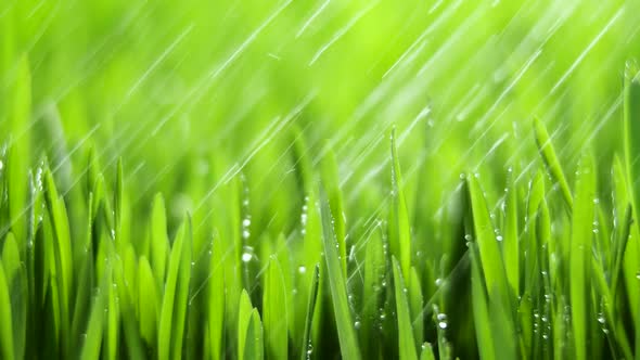 Fresh Green Grass with Rain Drops Field of Young Wheat Rye Closeup Nature Macro