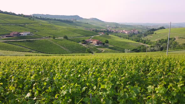 Vineyards farming agriculture cultivation in Barolo Langhe, Piemonte Italy