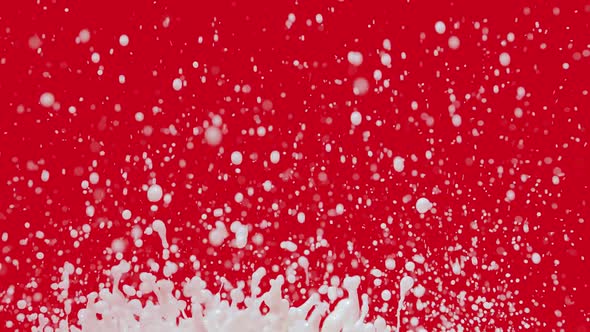 White Drops of Milk Fly Up and Spray in Different Directions on Red Background