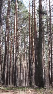 Vertical Video of the Pine Forest in the Afternoon