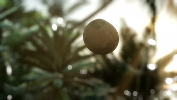 Extreme Slow Motion Falling Coconut in Jungle alt