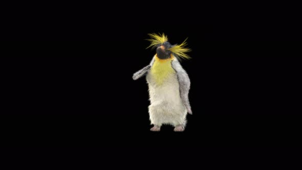 79 Penguin Dancing 4K