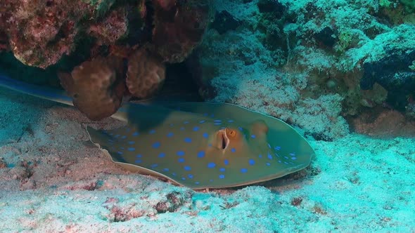 blue spotted ribbontail stingray resting under coral rock on coral reef.