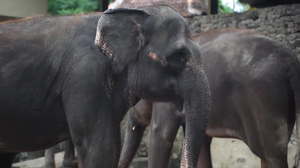 An elephant in an elephant sanctuary or shelter.