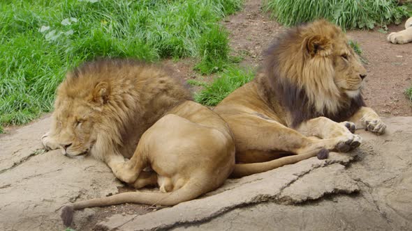 sleeping male lions wake up slow motion