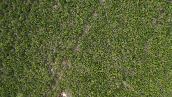 AERIAL: Top View Shot of Wild Natural Pine Trees in Forest