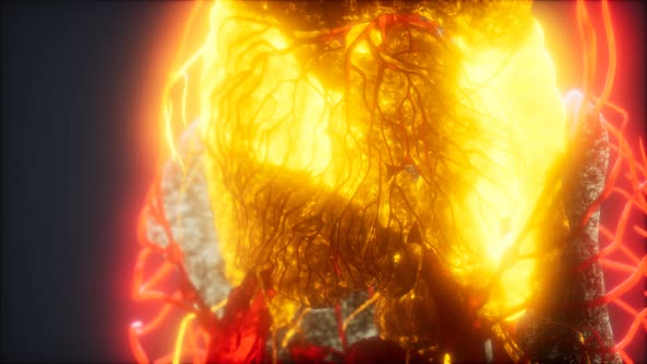 3d Rendered Medically Accurate Animation of Heart and Blood Vessels