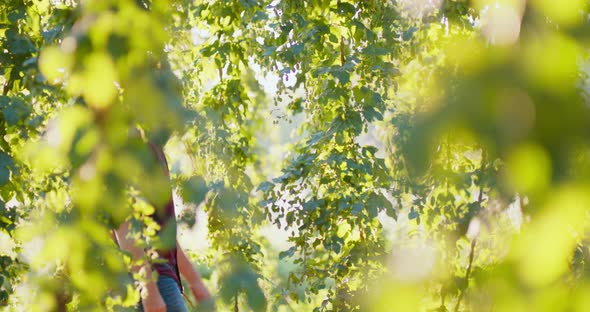 A Man Inspects the Hops Growing From a Tree