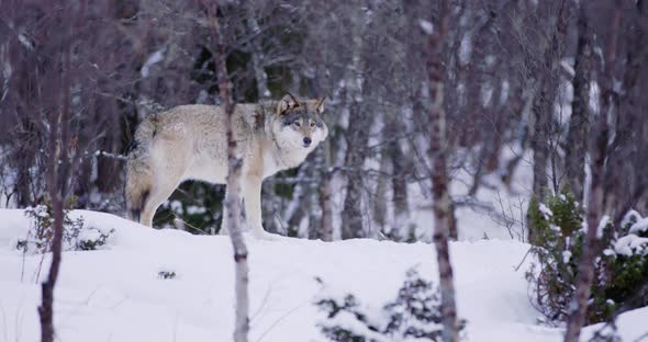 Magnificent Wolf at a Distance in Beautiful Winter Forest