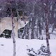 Magnificent Wolf at a Distance in Beautiful Winter Forest - VideoHive Item for Sale