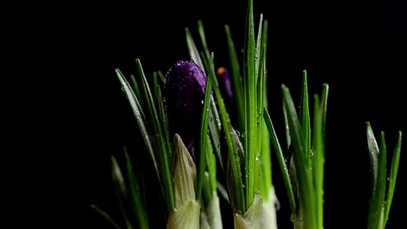 Crocus flowers on a black background. Falling drops of water on flowers.