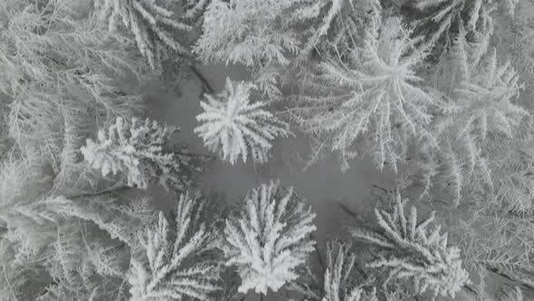 Top View Of A Snow-Covered Alpine Trees In Poland - aerial drone shot