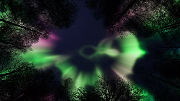 Aurora Borealis Over Trees