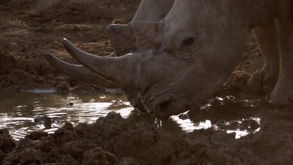 Close up shot, back lit White Rhinos drink at Madikwe watering hole