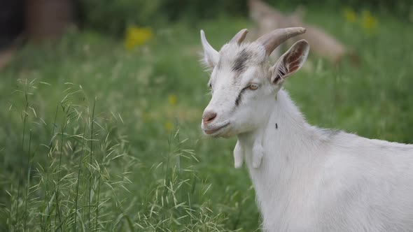 Zaanen Goat, In the Green Grass