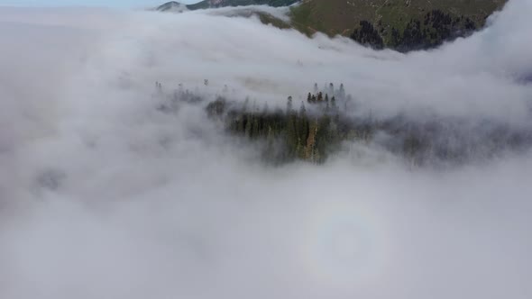 Cloud and forest aerial view