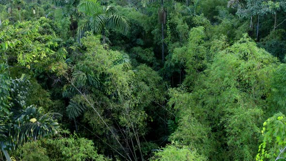 Aerial view, flying over and between the canopy of bamboo forest and palm trees
