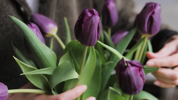 Bouquet of Flowers Purple Tulips in Woman Hands