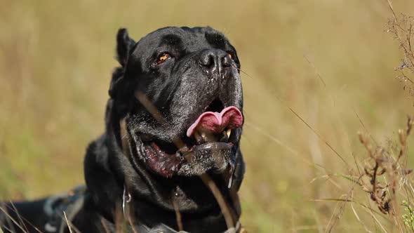 Slow Motion Of Close Up Portrait Black Cane Corso Dog Lying In Grass