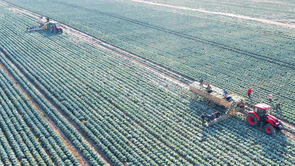 Cabbage Reaping Carried Out By Farmworkers and Combines