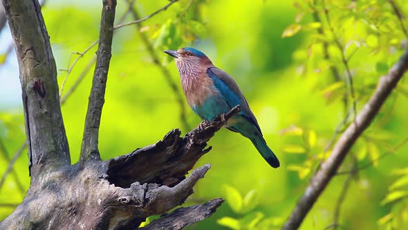 Indian roller in Bardia national park, Nepal