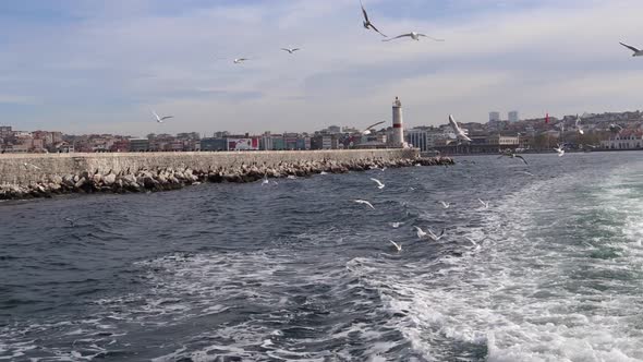 Seagulls Flying Over Backwash Of Sailing Boat With Lighthouse And City In Background In Istanbul, Tu