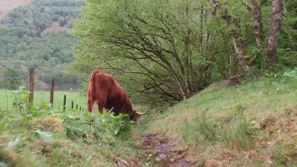 Clip of a highland cow grazing. Video shot by a drone, Scotland, scottish animals