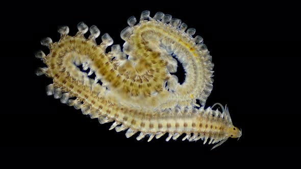Worm Polychaeta Phyllodocidae Family