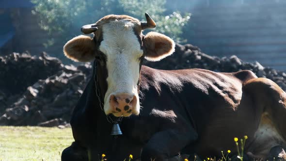 Cow Lies on the Lawn and Looks Into the Camera and Exhales Steam From Nostrils