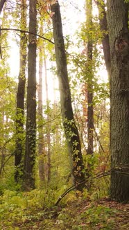 Vertical Video Autumn Forest By Day