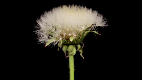 Time Lapse of Dandelion Opening Against a Black Background