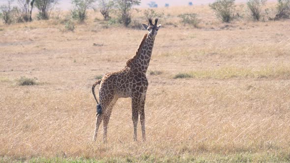 Giraffe calf in the Masai Mara savannah