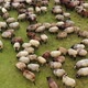 Sheep herd in meadow pasture farm field. Aerial rural farming community agricultural economy. - VideoHive Item for Sale