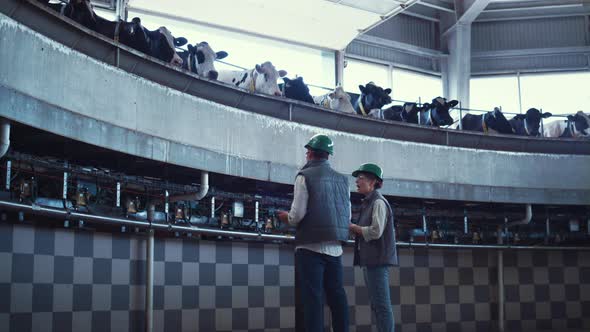 Dairy Farm Specialists Working in Modern Automated Milking Parlour Together