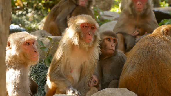 Group of Rhesus Macaques on Rocks. Family of Furry Beautiful Macaques Gathering on Rocks in Nature