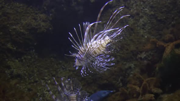 Lionfish