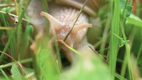 A macro close up shot of a white snail crawling slowly through green blades of grass in search of fo