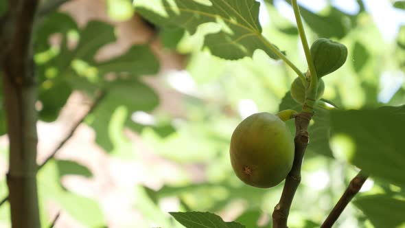 Ficus carica fruit shrub 4K 3840X2160 UHD footage - Branches with young green common fig  2160p 30fp