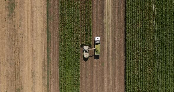 Combine harvester cutting Corn crops for silage.