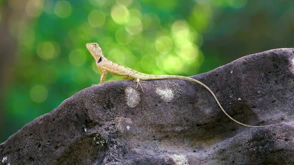 Close-up video of lizard looking around